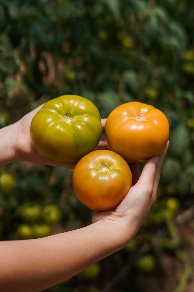 Tomate Ensalada